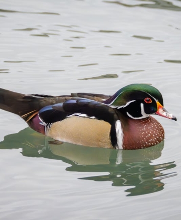 Sultangazi8217de-Dehset-Esini-ve-Kayinvalidesini-Katletti-featured